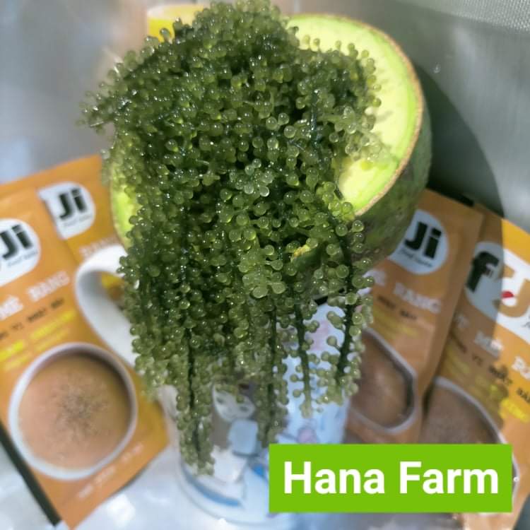Combo 20 - 30 gói rong nho tách nước 100g nở 300g giá rẻ Shop Hana Farm