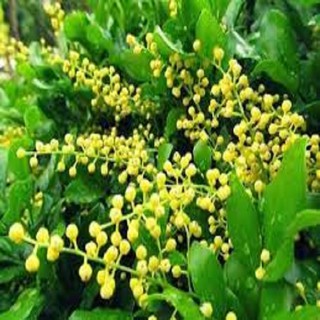 Cây hoa ngâu - CHN