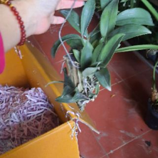 Hoa phong lan kiều tím thái