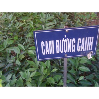 Cây cam đường canh