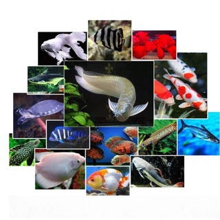 Thức ăn cá rồng, hổ, tai tượng, koi,... bessn