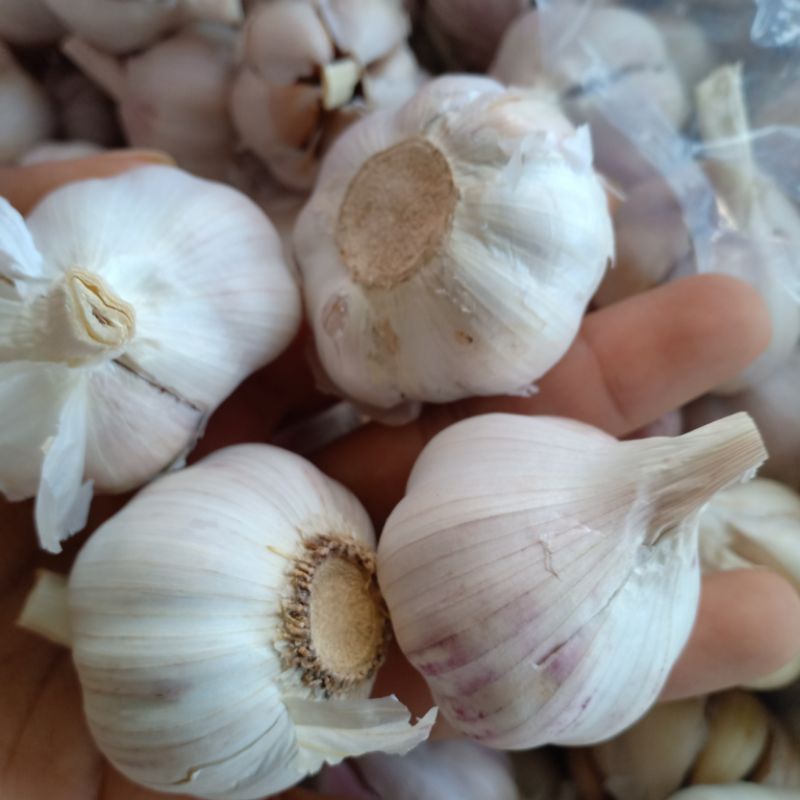 Tỏi tím tép to túi lưới 1 kg