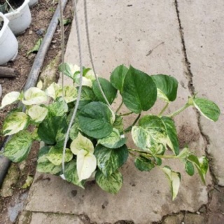 Trầu bà ngọc bích