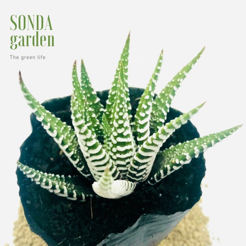 Sen đá móng rồng SONDA GARDEN size bé 5-8cm, xuất xứ Đà Lạt, khoẻ đẹp, lỗi 1 đổi 1