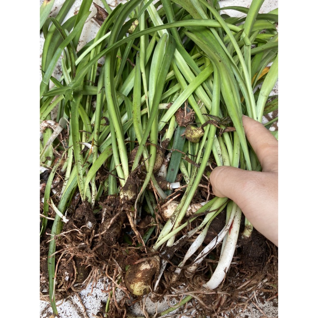 CỦ LAN HUỆ CAM DẠI CỰC KUTE  - 1 CỦ