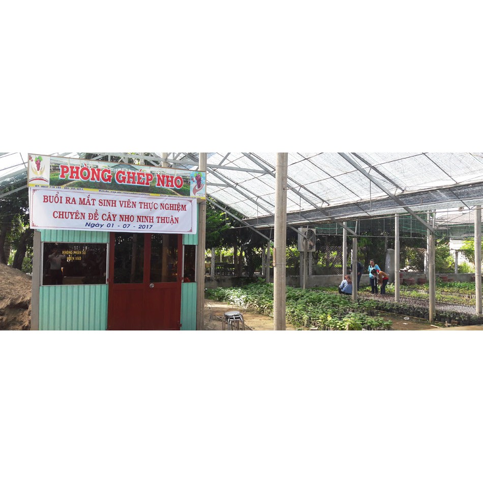 Cây Nho Giống Đỏ Red Cardinal Trái To