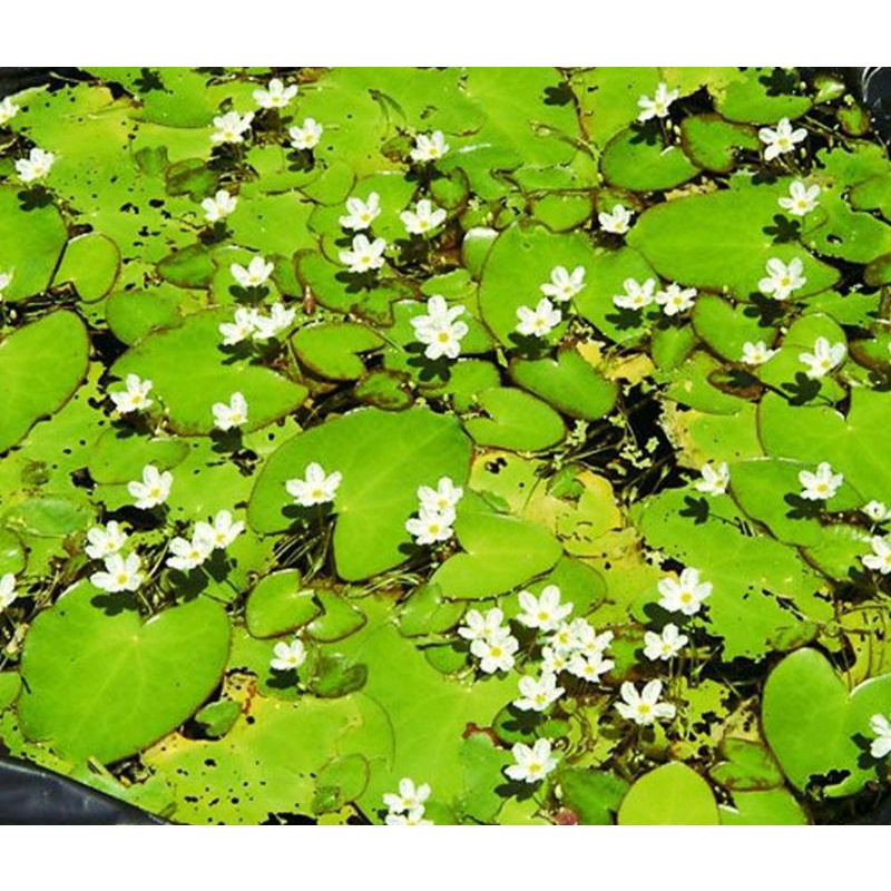 3 cây thủy nữ về khách tự chiết