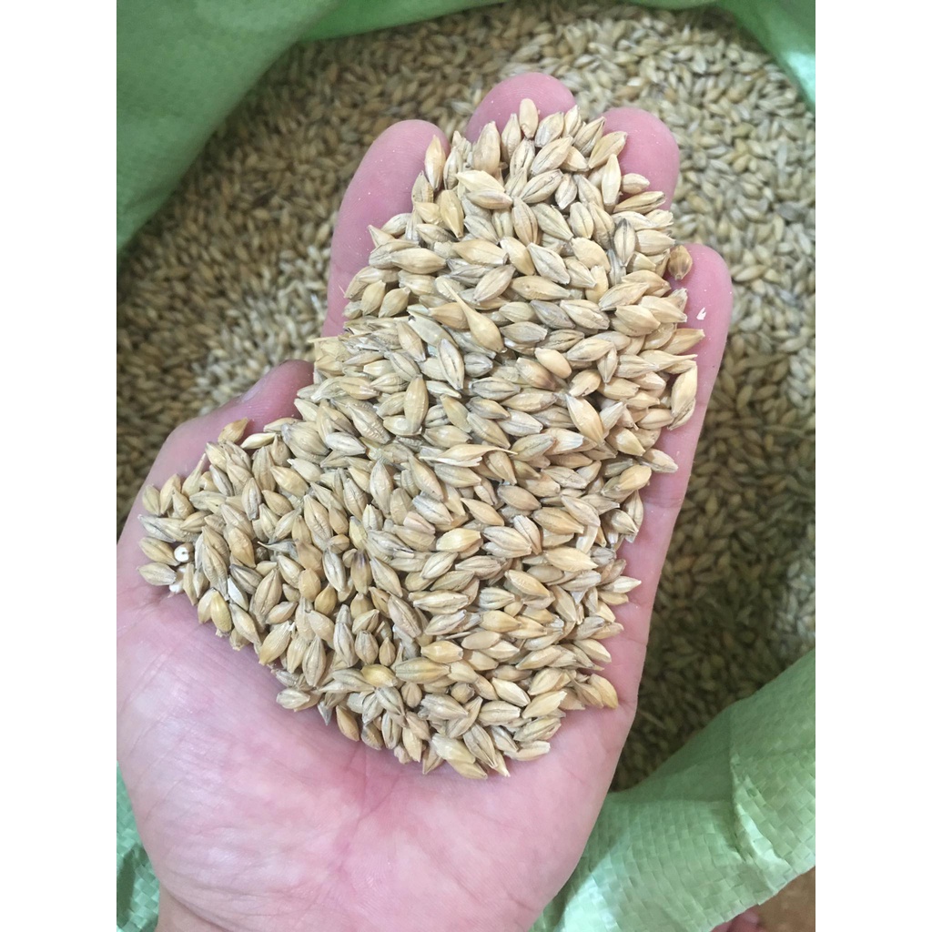 HẠT LÚA MẠCH  THỨC ĂN DINH DƯƠNG CHO THÚ CƯNG