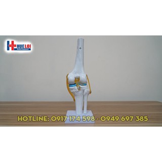 Mô hình khớp gối