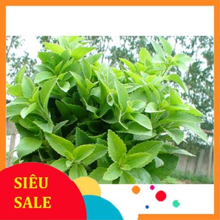 0.1g Hạt giống Cỏ ngọt (tặng gói Kích nẩy mầm và Hướng dẫn)