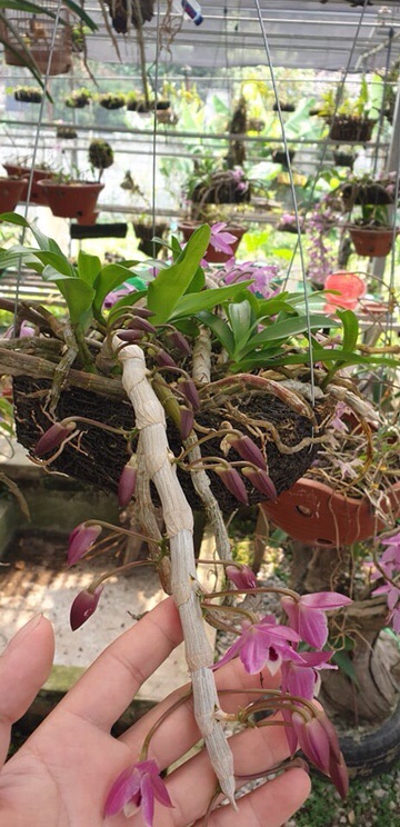 Phong lan Trầm tím Lào