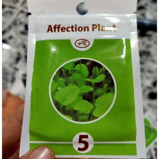 Hạt giống cây thủy sinh: trân châu, cỏ may mắn, cỏ tình yêu, ngưu mao chiên