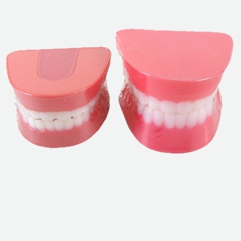 Mô hình hàm răng bằng nhựa an toàn, đồ chơi thông tư 02