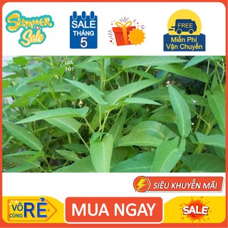 Gói 1kg hạt giống rau muống Thái Lan [hàng chất lượng]