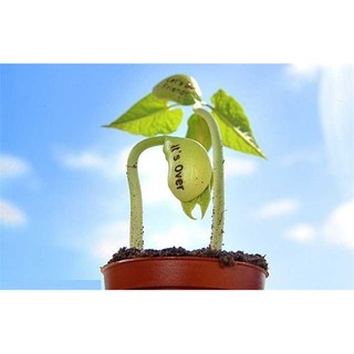 Hạt giống Đậu thần kỳ, magic bean seeds