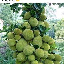 GIỐNG MÍT THÁI QUẢ SIÊU TO( cây cấy mô cao 40-50cm)