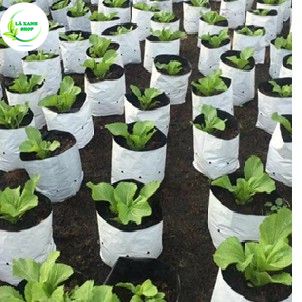 Túi PE trồng cây, trồng rau, chậu trồng cây 2 lớp nilong trắng đen