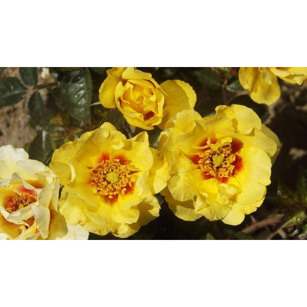 Hoa hồng ngoại Eyeconic Lemonade yellow