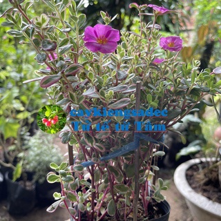 caykiengsadec - Cây hoa mười giờ sam-tặng phân bón-hoa kiểng lá-trang trí nội thất cảnh quan sân vườn ngoài trời