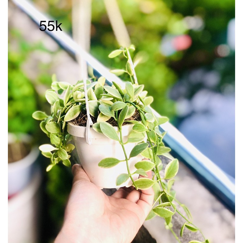 Chậu lan hạt dưa - chậu treo trắng