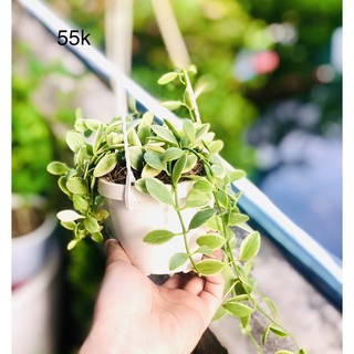 Chậu lan hạt dưa - chậu treo trắng