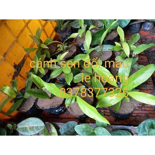 cánh sen đổi màu (cây giống)