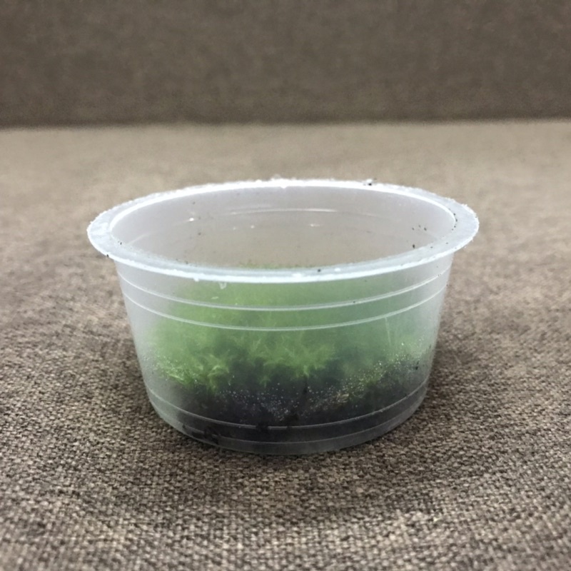 Hộp rêu sao kích thước 6,8cm x3cm