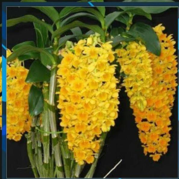 CHẬU LAN KIỀU VÀNG MỠ GÀ ,DÒNG LAN THỦY TIÊN - CHẬU TRỒNG THUẦN SIÊU ĐẸP