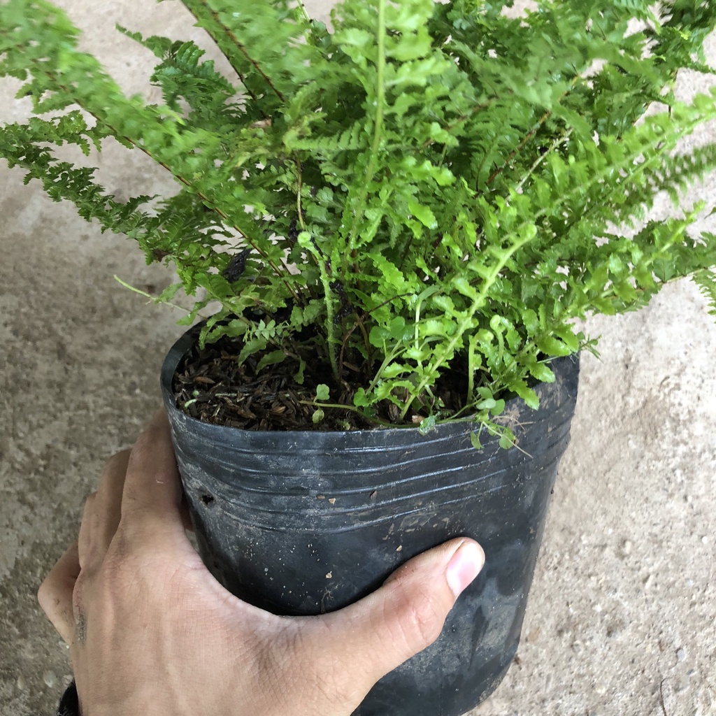 Cây dương xỉ lá xoắn, Cao 20cm lá xoăn ốc bắt mắt mang phong thủy tốt làm sạch không khí, thích hợp trang trí nội thất