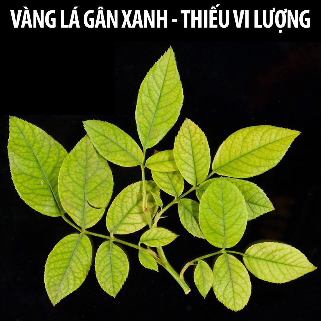 Dầu neem oil DOCNEEM hữu cơ phòng trị sâu bệnh hoa hồng, phong lan, cây cảnh, nguyên chất ép lạnh, hàng chính hãng 1L