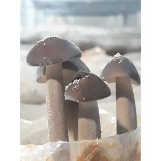 nấm mối đen bịch 200gr