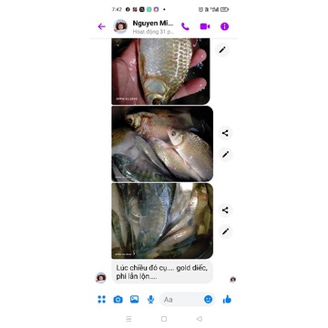 Mồi câu cá thương hiệu Gold. combo 4 gói