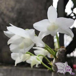 Hoa lan trầm trắng giống hoa thơm