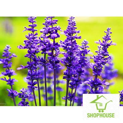 shophouse Gói 100 hạt giống hoa oải hương LAVENDER  SHOP HOUSE  TẾT KHUYẾN MẠI