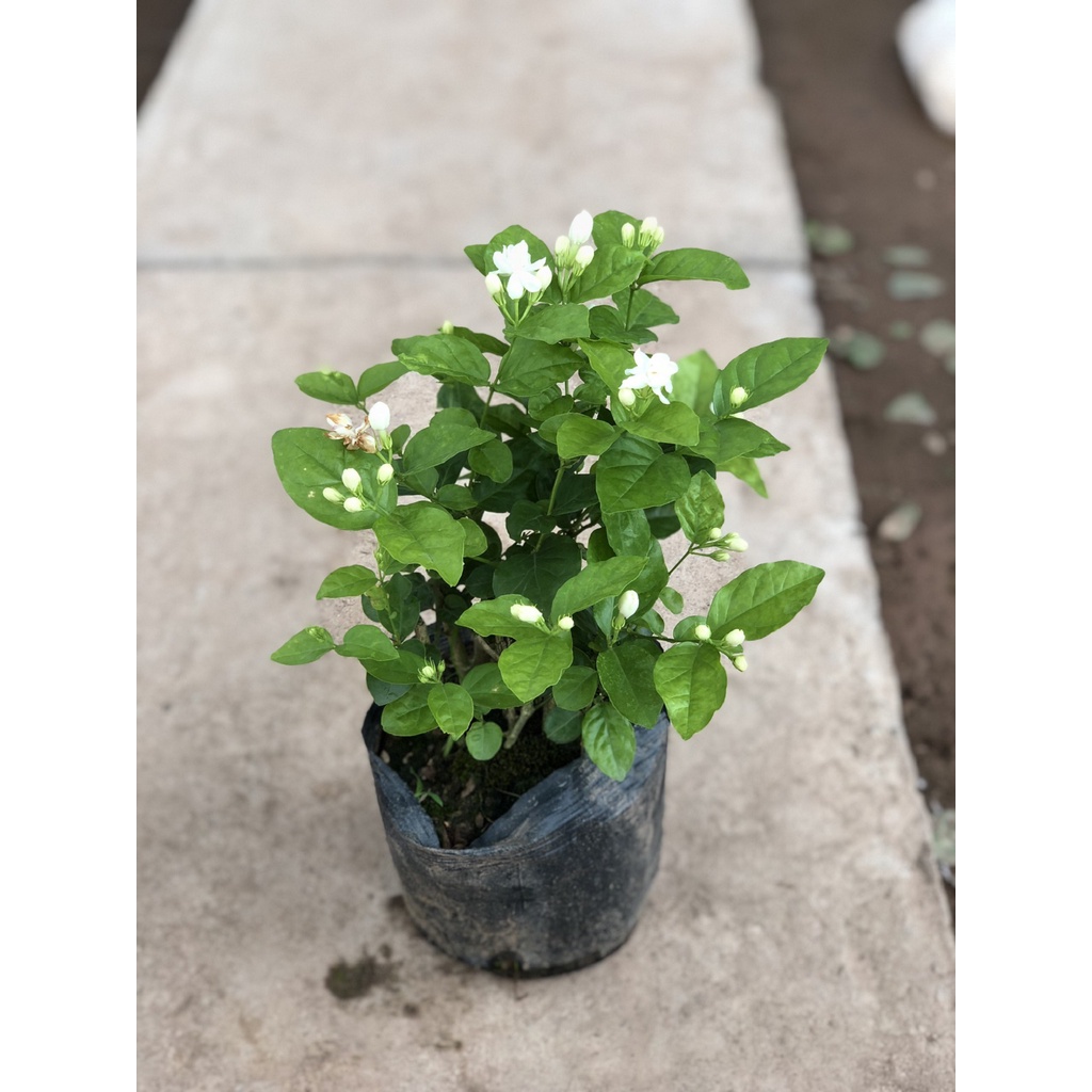 Cây hoa nhài kép , chiều cao 20-25cm bụi sum suê hoa cực thơm nhiều công dụng, thích hợp trang trí cảnh quan