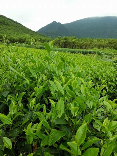 Bột trà xanh Thái nguyên đóng gói 100g dùng thử thượng hạng