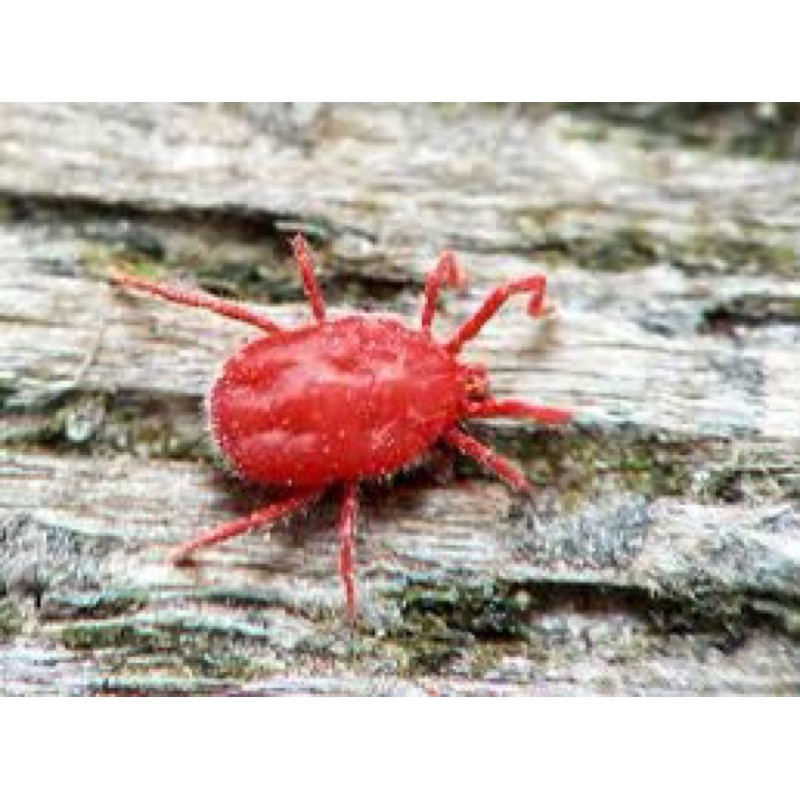 Saromite 57EC 500ml [ĐẶC TRỊ NHỆN KHÁNG THUỐC] Thuốc đặc trị nhện đỏ, nhện gié, nhện lông nhung, bọ phấn