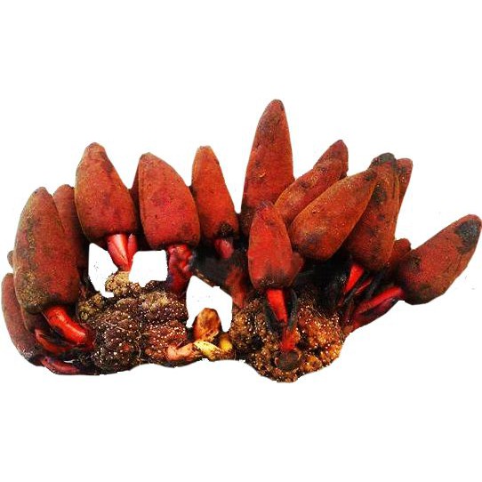 NẤM NGỌC CẨU KHÔ SA PA (1KG) | BigBuy360 - bigbuy360.vn