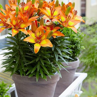 củ hoa ly lùn màu cam nhụy vàng