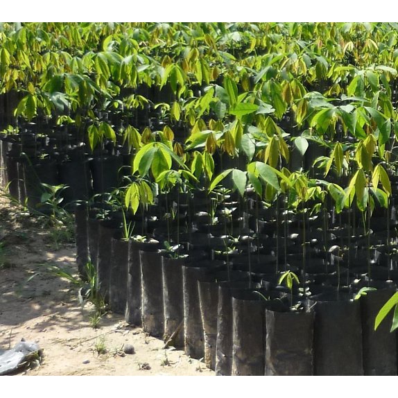 1kg túi bầu ươm cây 6,5x15