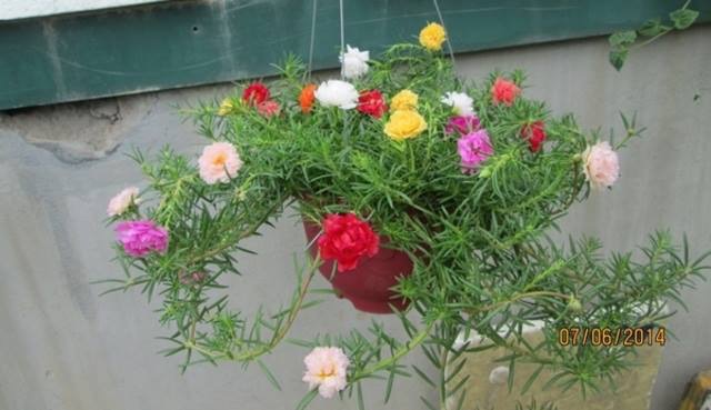 50 Hạt Giống Hoa Mười giờ Mỹ Bông Lớn Nhiều Màu, Portulaca mix (gói 1gr)