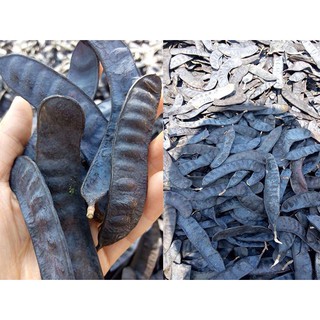 QUẢ BỒ KẾT RỪNG