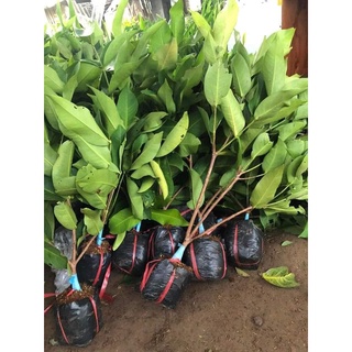 CÂY GIỐNG MẬN ĐƯỜNG ĐÁ ( Roi Đá )