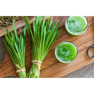 Hạt Lúa Mì ( Lúa Mạch)