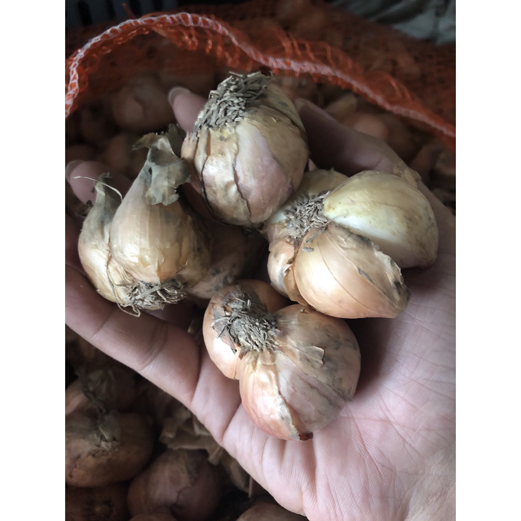 Hành tím Bắc