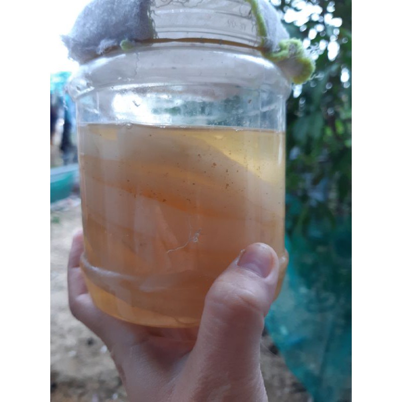 Scoby làm trà kombucha