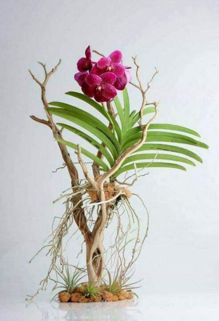 Lan Vanda hoa to cây trưởng thành