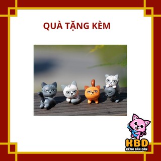 Mèo khó tính nhăn nhó