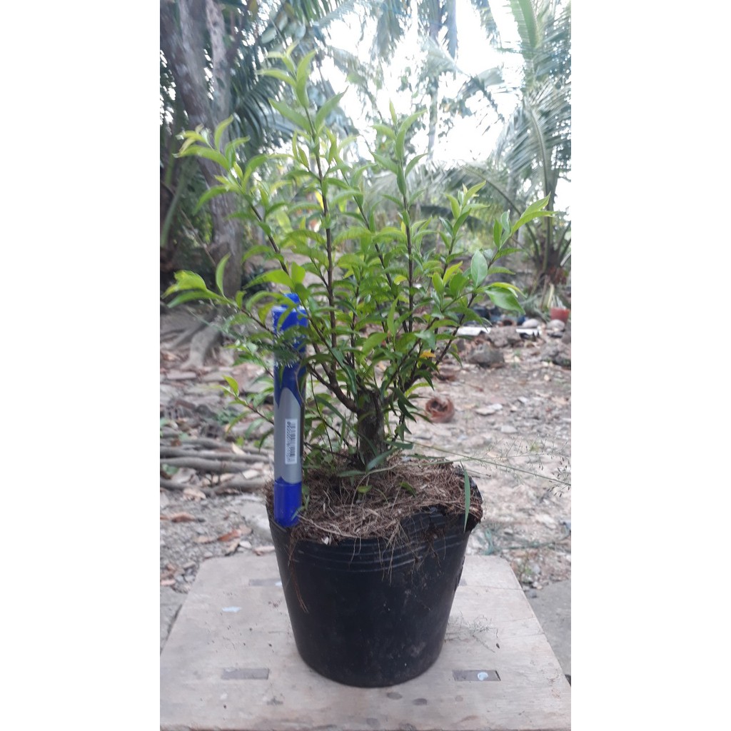 10 cây mai chiếu thủy