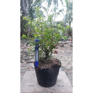 10 cây mai chiếu thủy